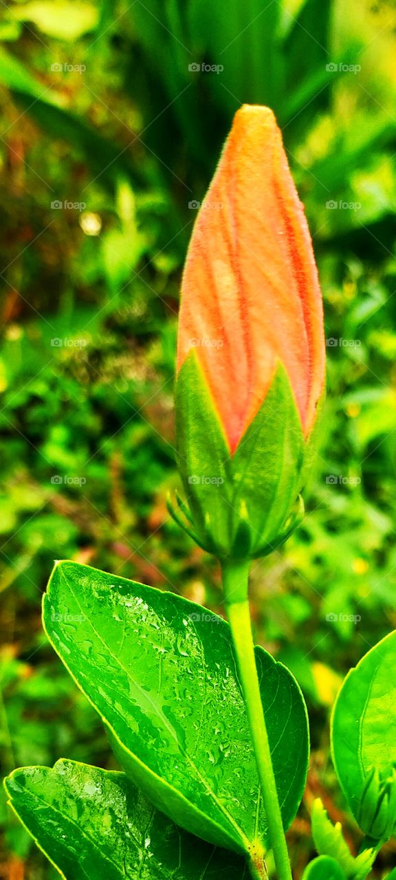 Bud of Hibiscus is seems to be Grace.