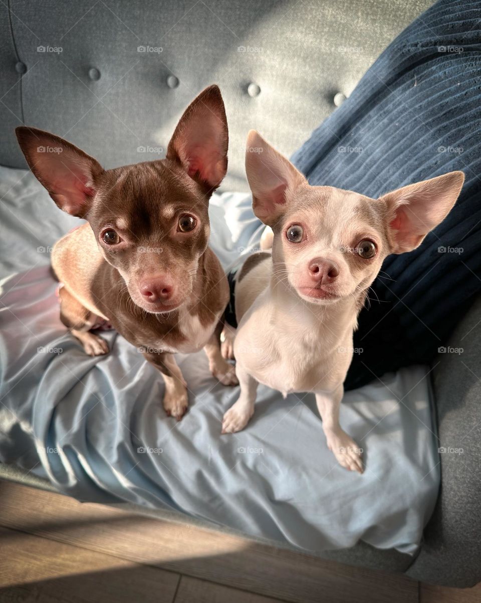 Chihuahuas