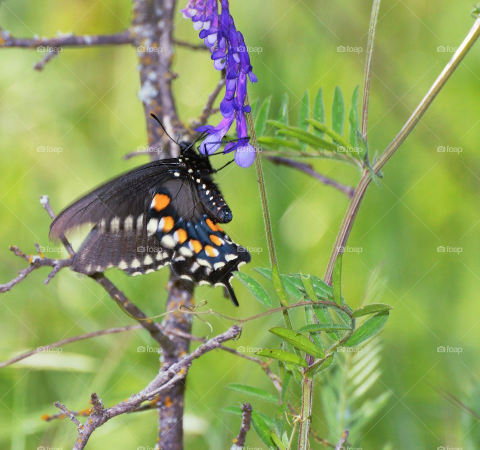 a black butterfly on a purple flower on a beautiful spring day