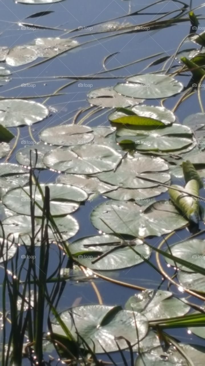 Lily pads in the morning light