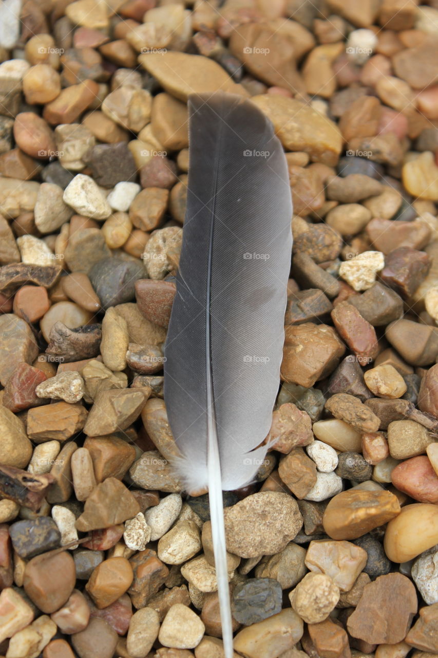 Lost in flight. Feather on rocks