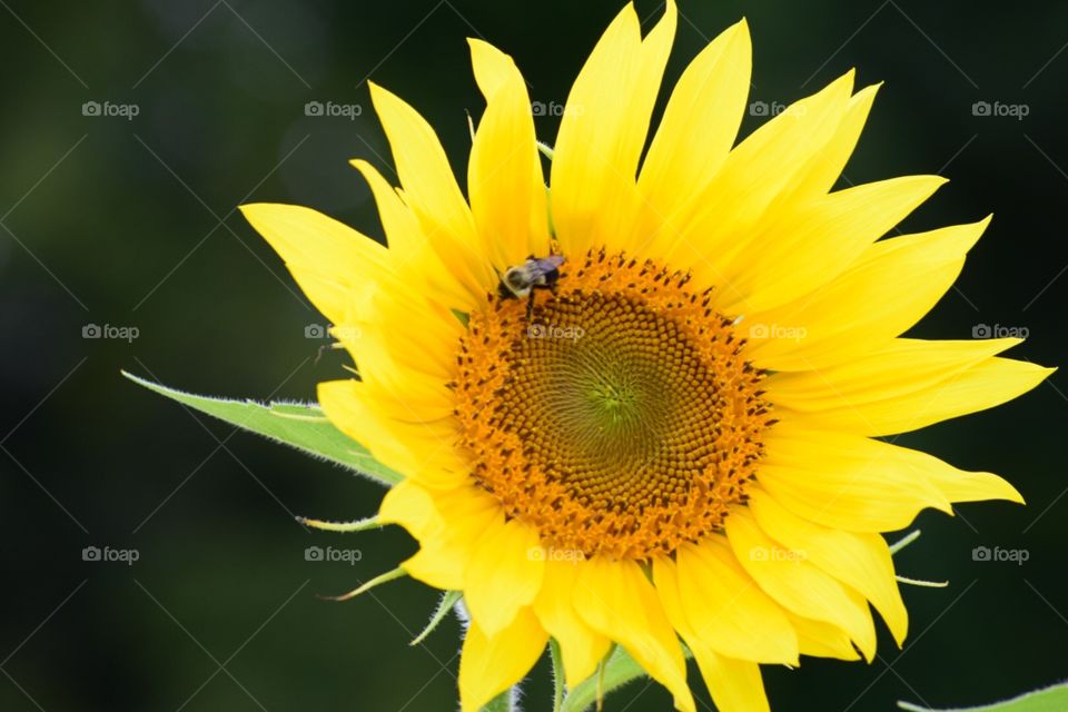 Bee on sunflower 