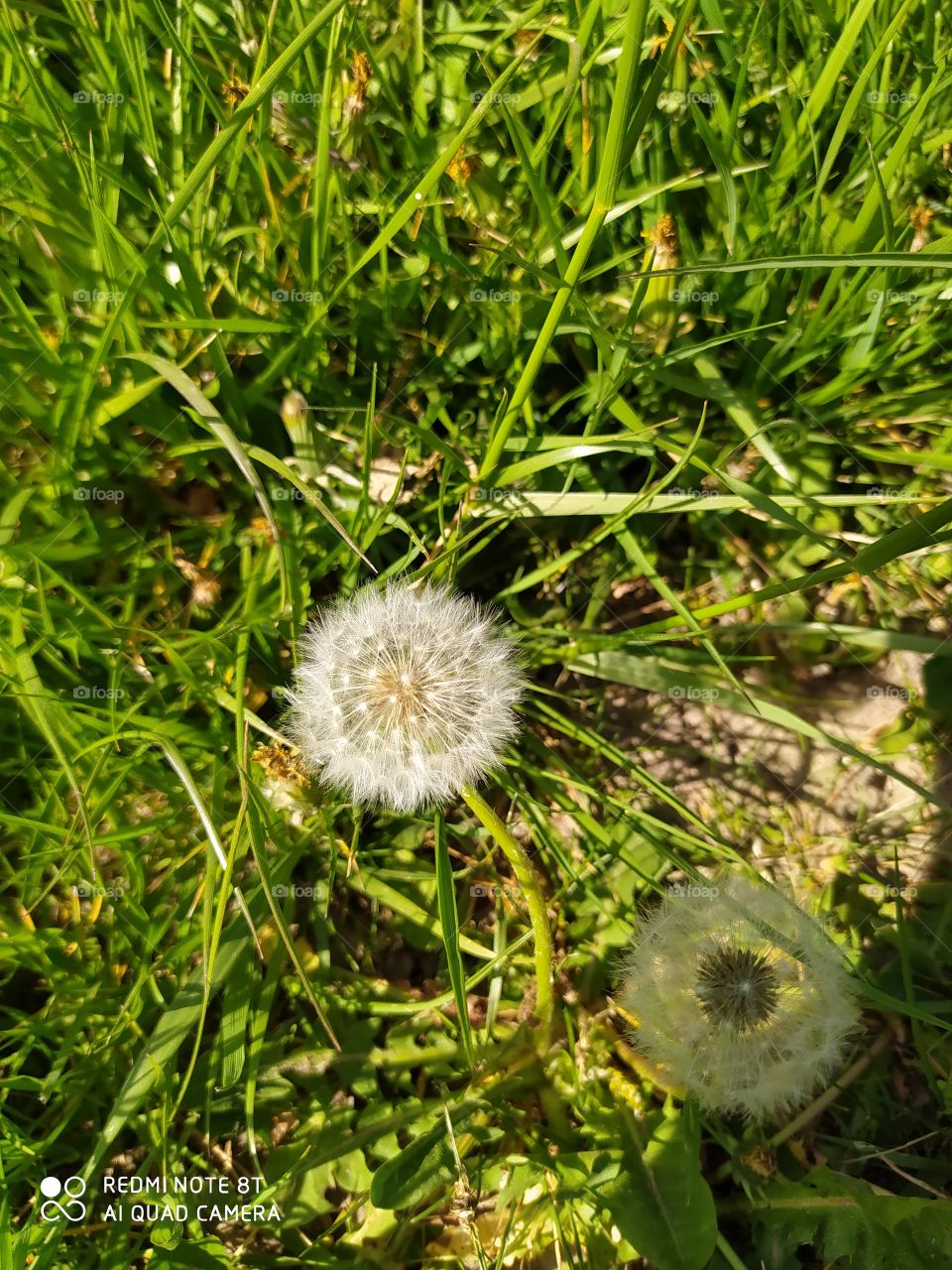 dandelion
