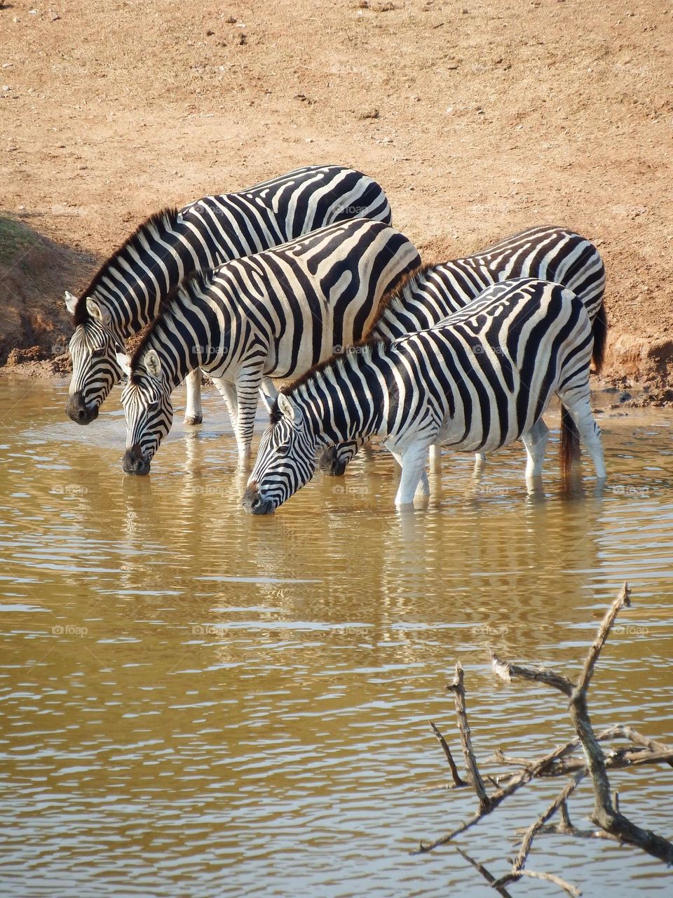 zebra