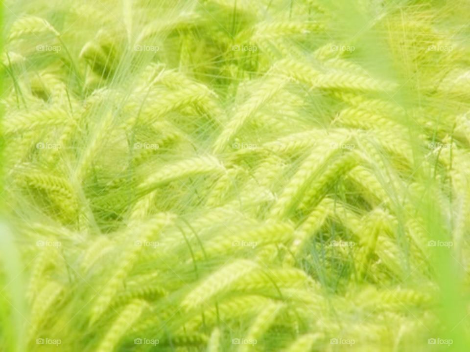 background and texture from Rice