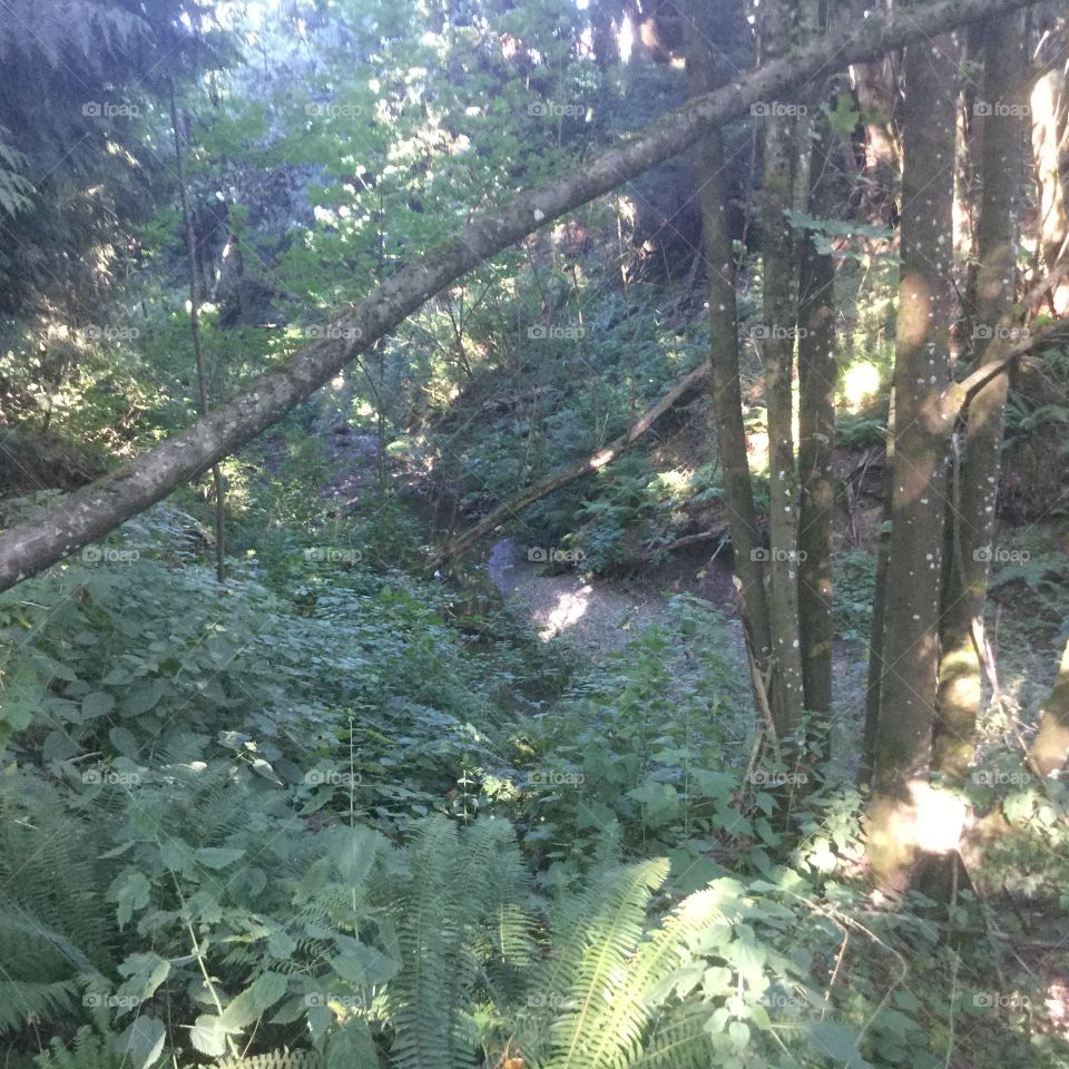 Sun Shining through the Forest 