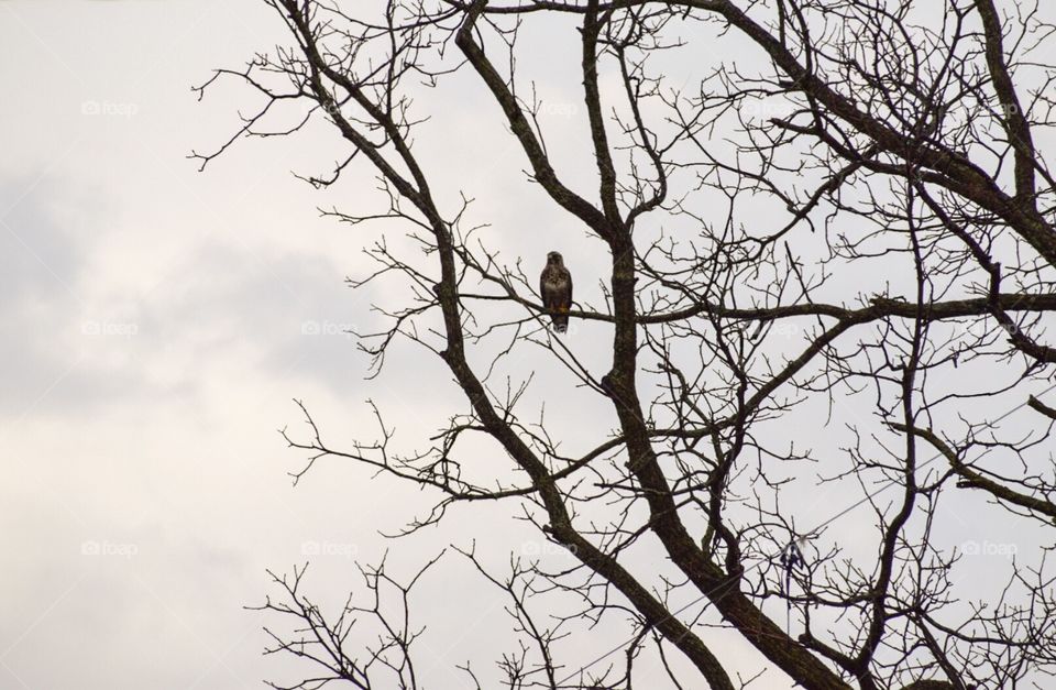 Hawk perched on a black walnut tree branch