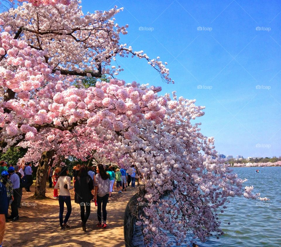 Cherry Blooms