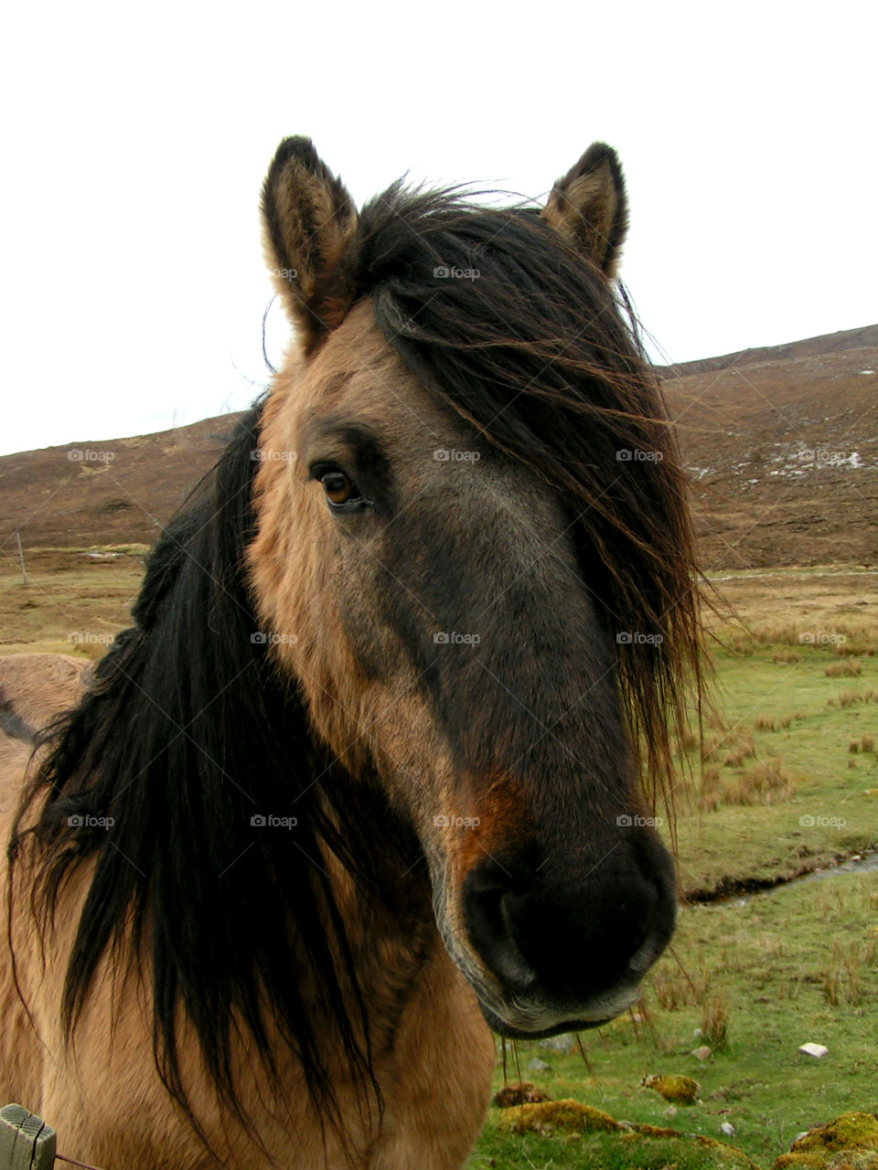 Horse in Scottish Highlands