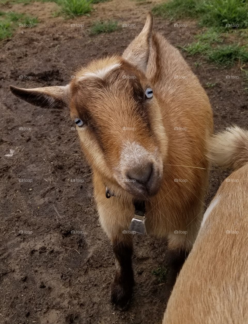 Dwarf Goat