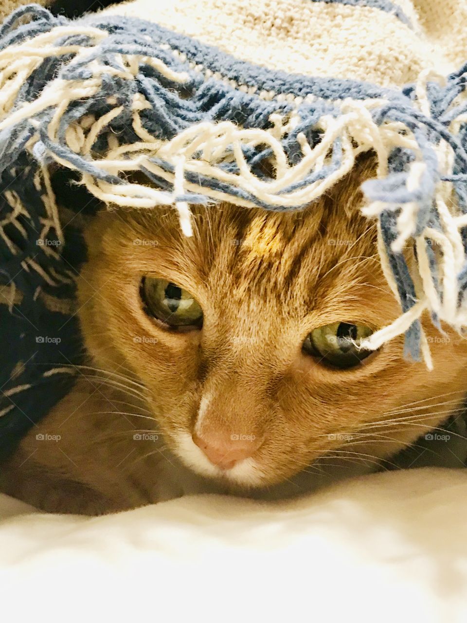 Cat under blankets 