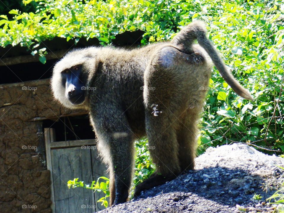 Baboon
