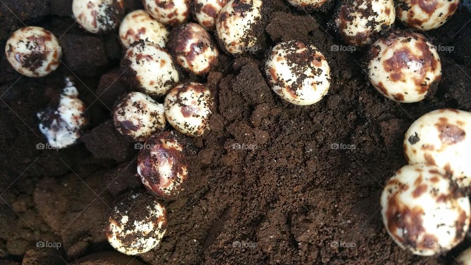 coffee grounds