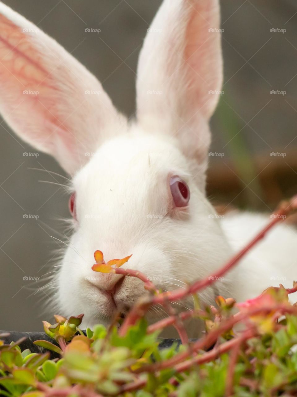 Cute Bunny