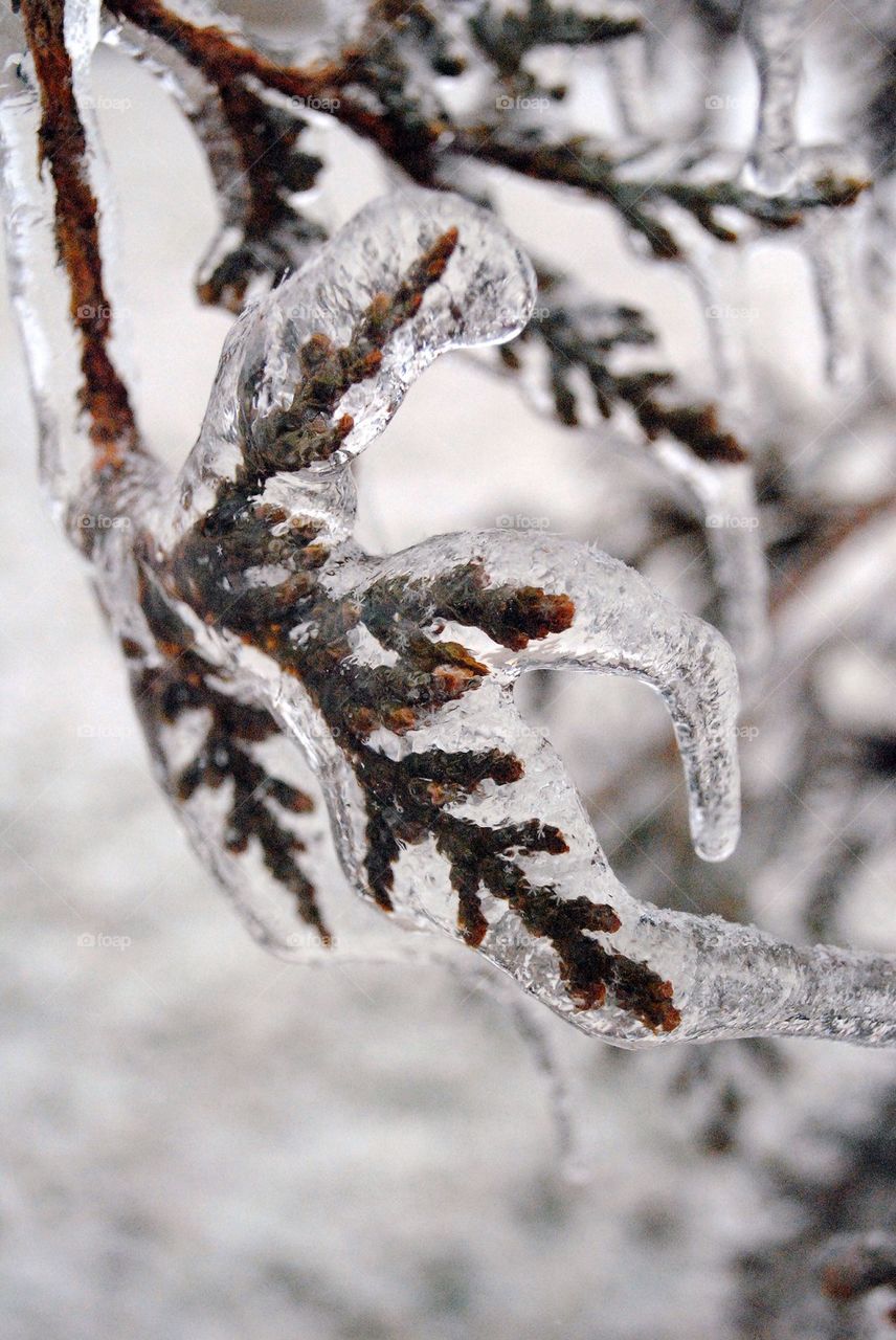 Frozen Trees
