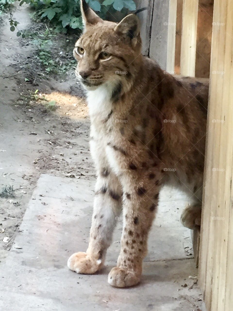 Bobcat