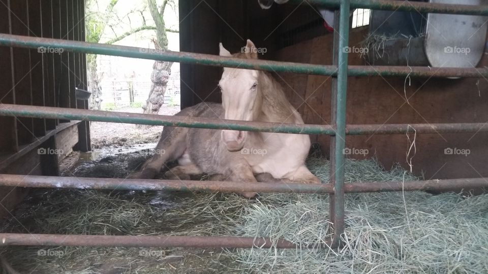 relaxed horse