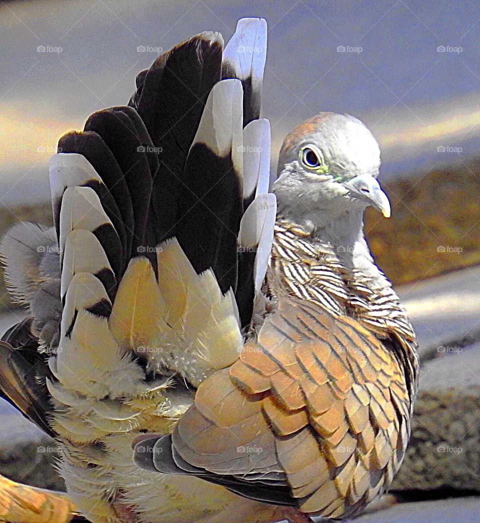 Zebra Dove