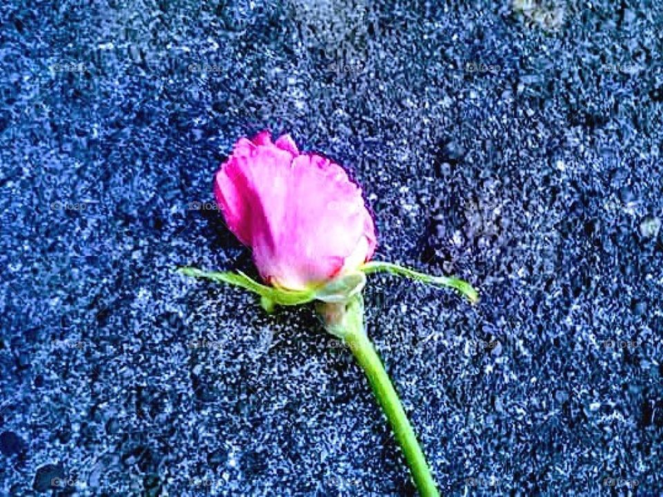 Pink Rose on asphalt 