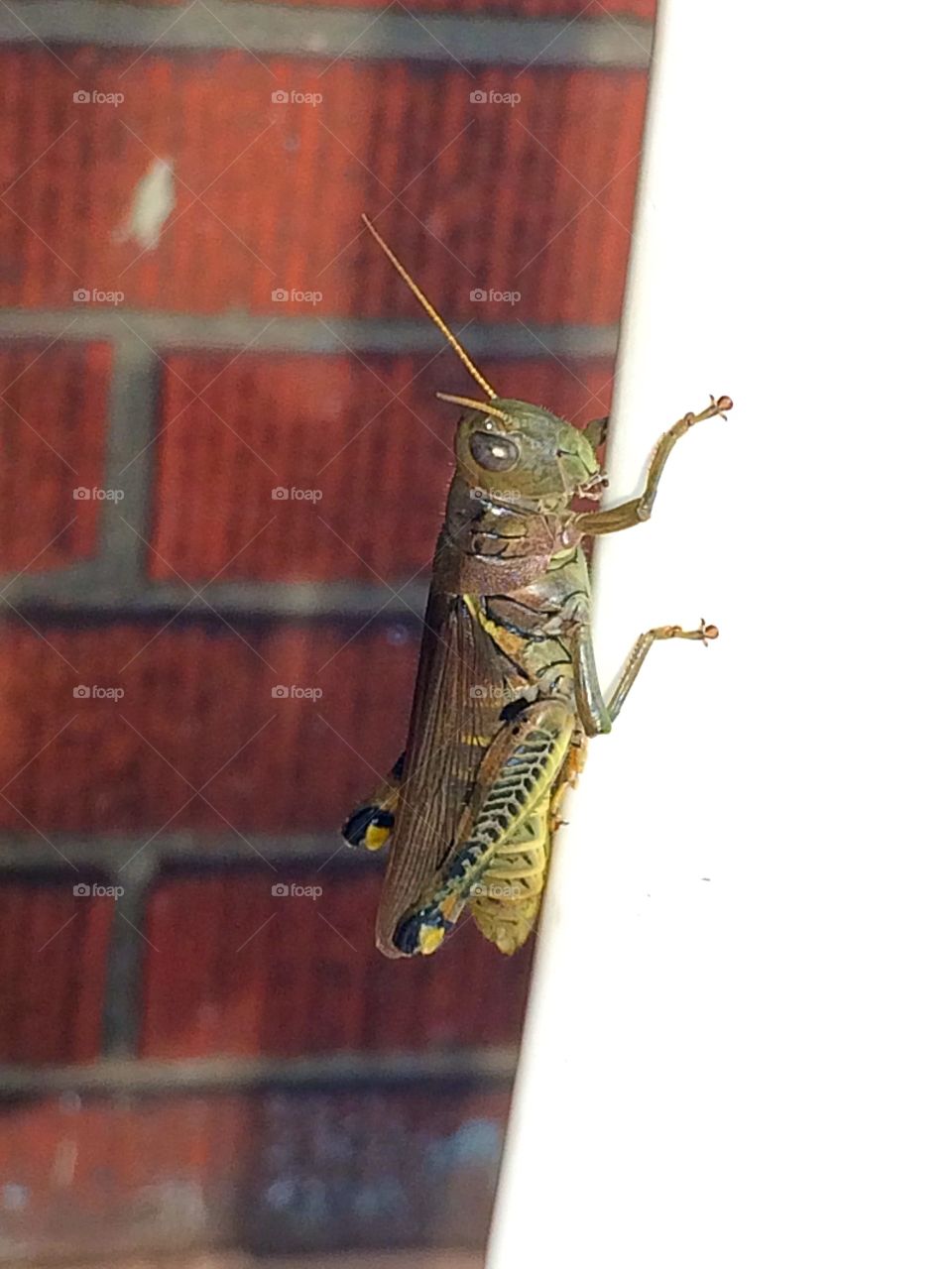 Grasshopper closeup 