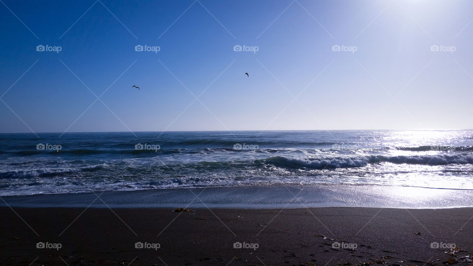 Seagulls and the cool Pacific Ocean