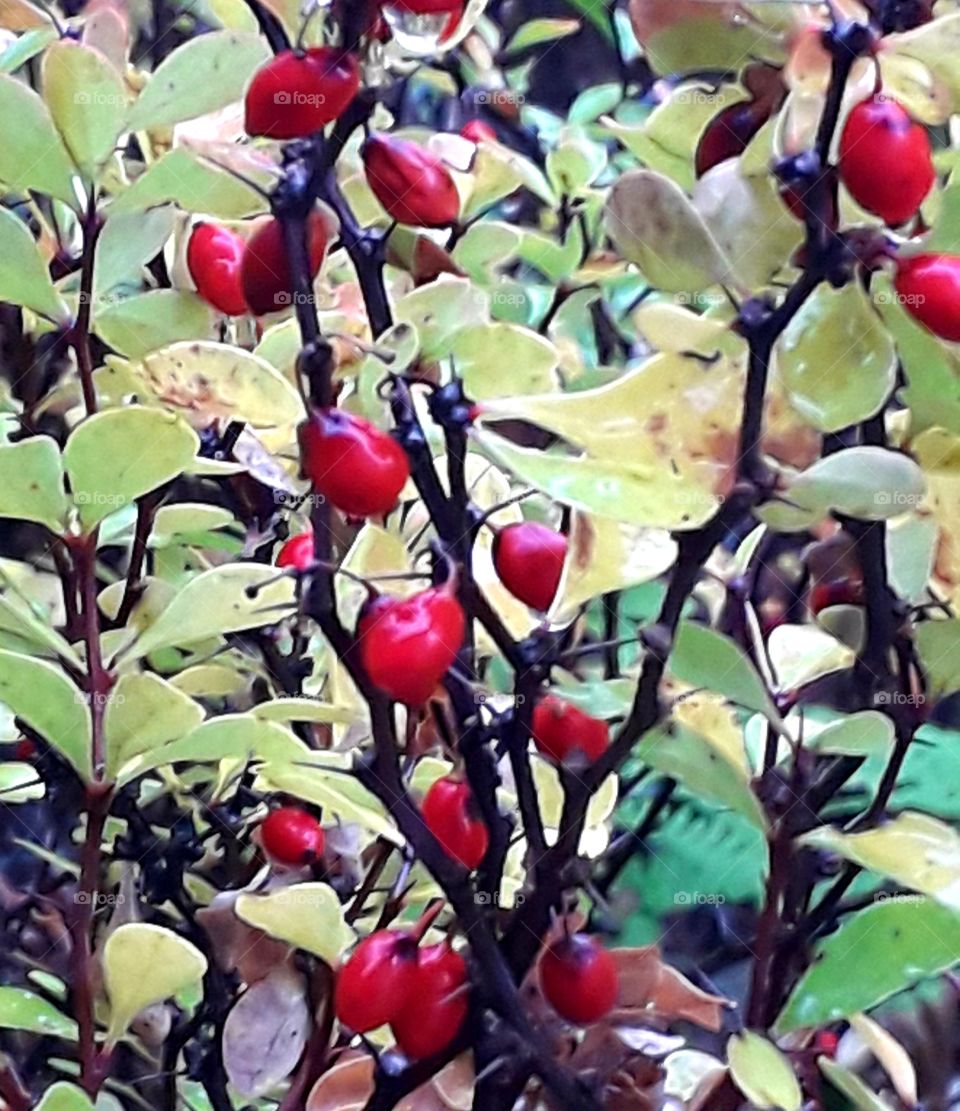 autumn garden  - red berries  and yellow leaves of berberys