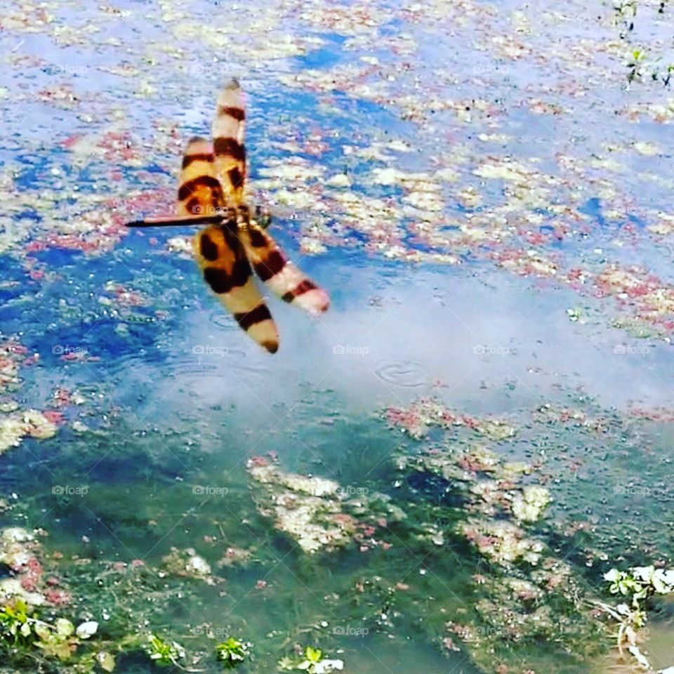 Monet Inspired Photo of a Halloween Pennant Dragonfly by a Pond