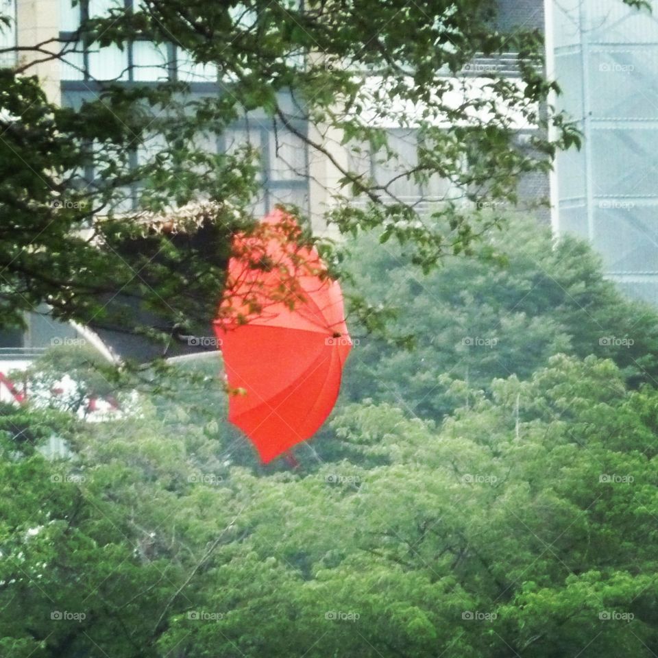 umbrella in a park in Tokyo