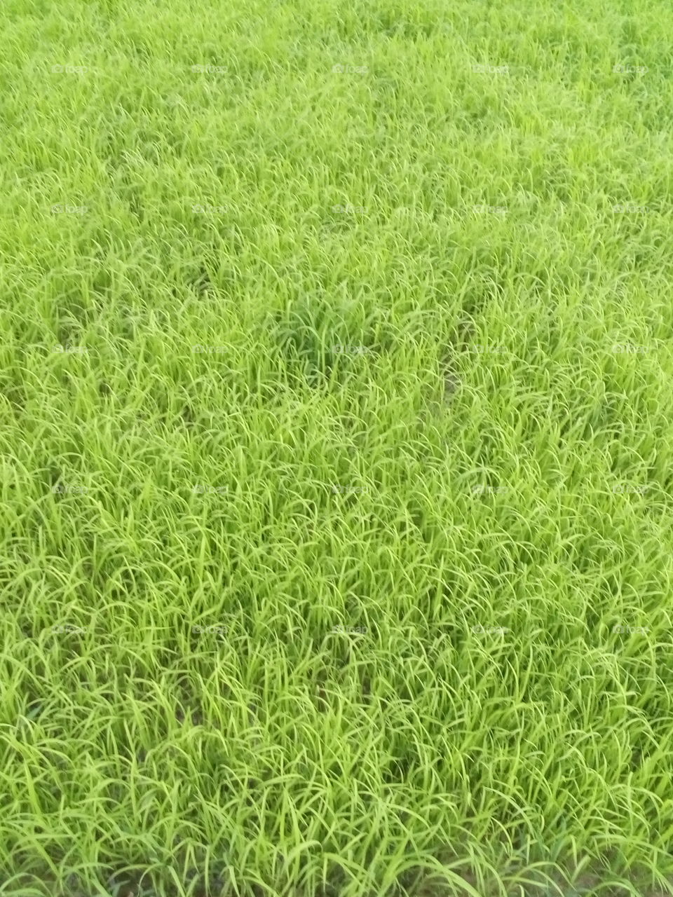 Grass, Lawn, Turf, Yard, Growth