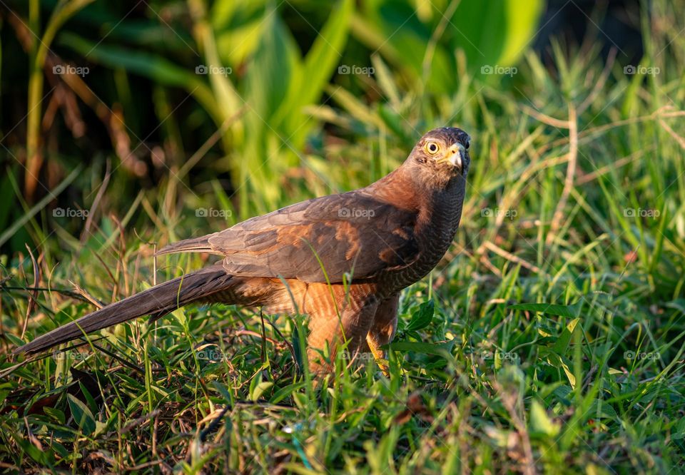 a peregrine falcon is watching its prey