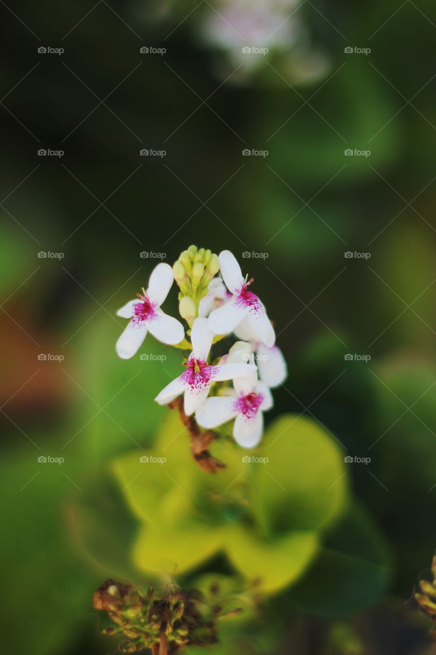 Little white and purple flower on garden