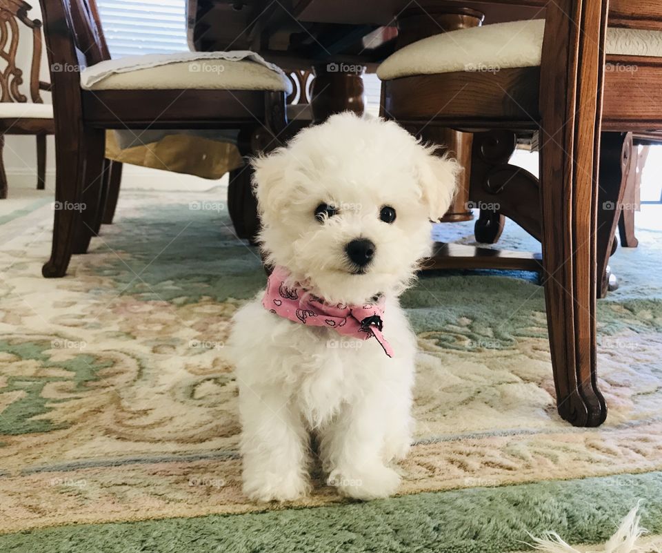I’m cute! Tiny Bichon frise. Sweet pose. Pink bandana western theme with horseshoes. Under the wooden dining table and chairs. On fancy rug. 