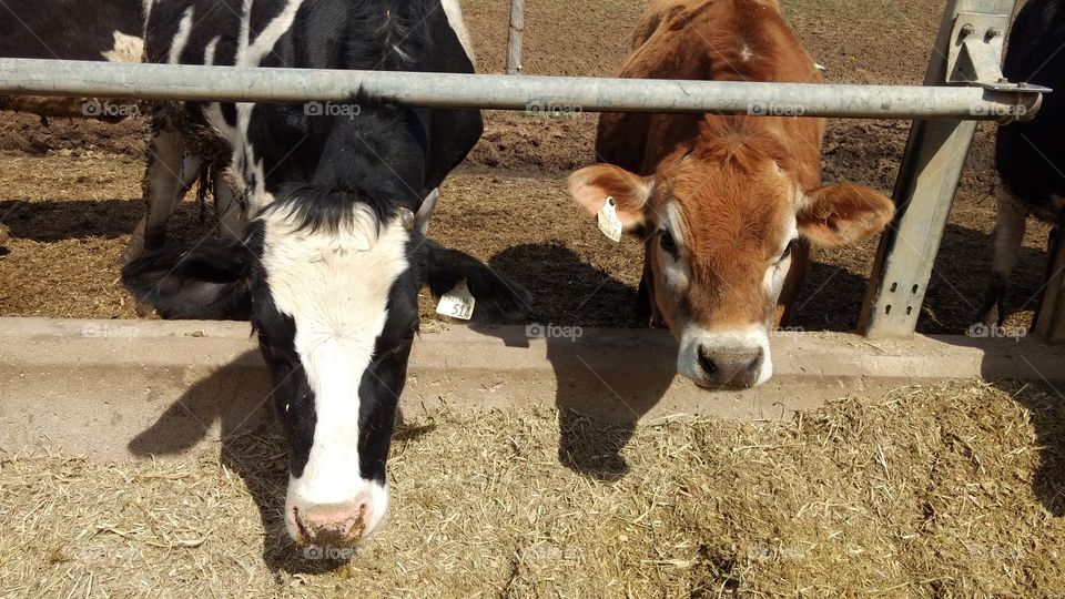 Cattle, Cow, Livestock, Agriculture, Farm