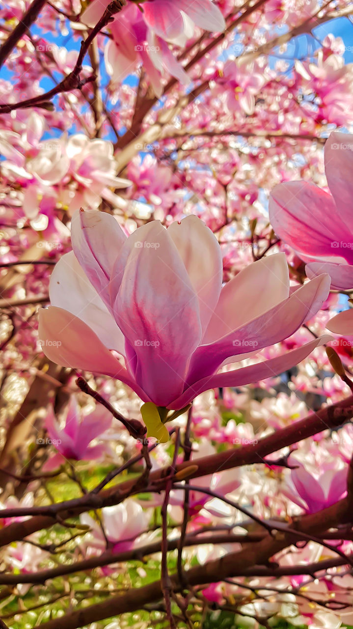 beautiful magnolia