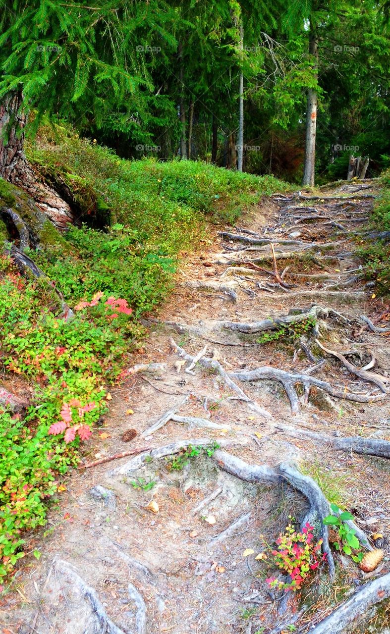 Forrest Path