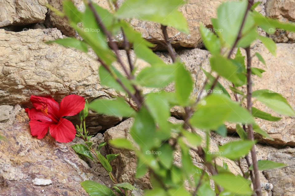 Beautiful red hibiscus flower
