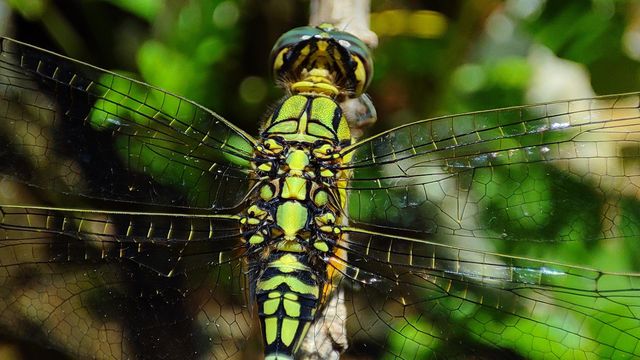 beautiful green dragonfly back look's like a supercar machine
