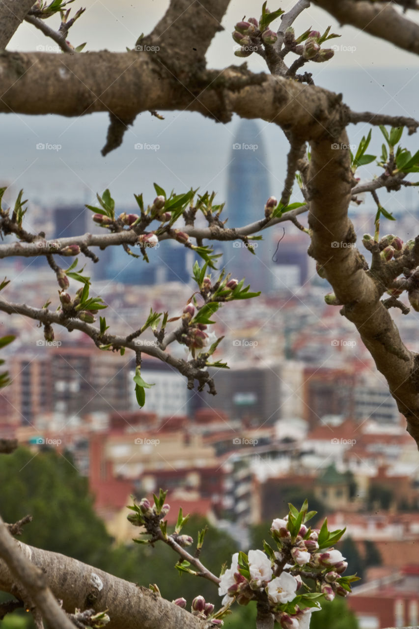 Spring growing over the city