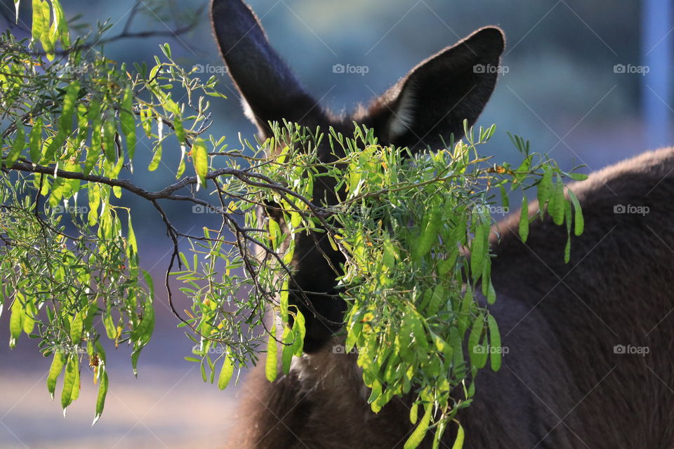 Kangaroo in the wild behind a bush upon which it is grazing 