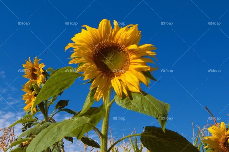 Sunflower at the pumpkin patch 