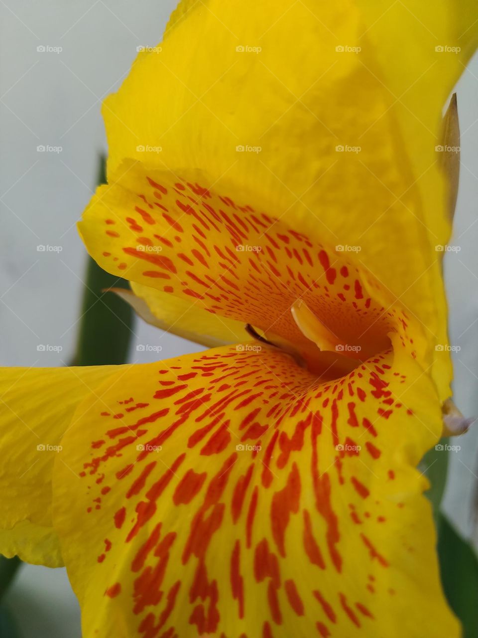 The beautiful Canna lily flower