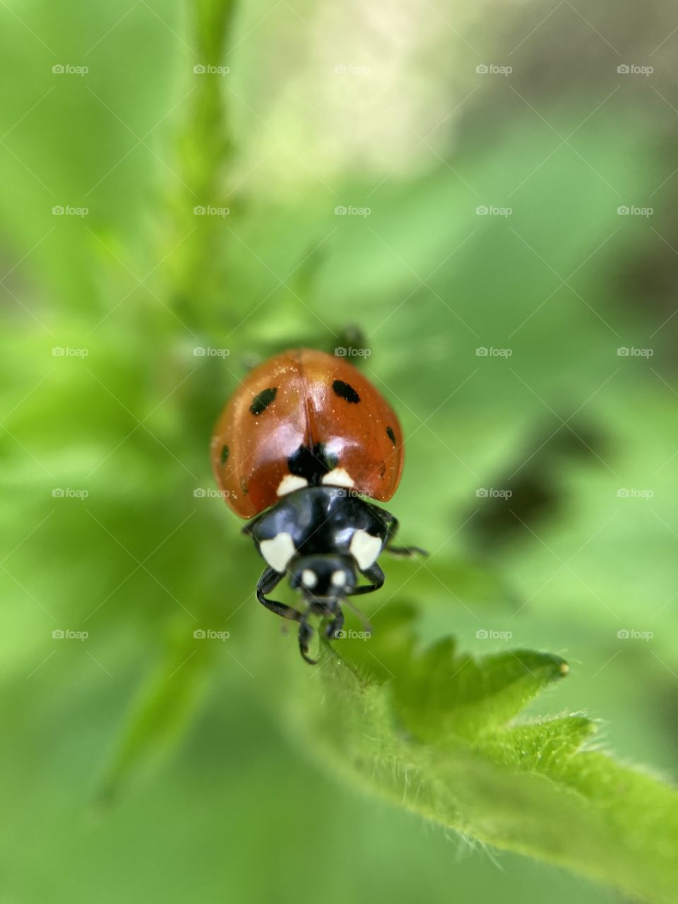 ladybug