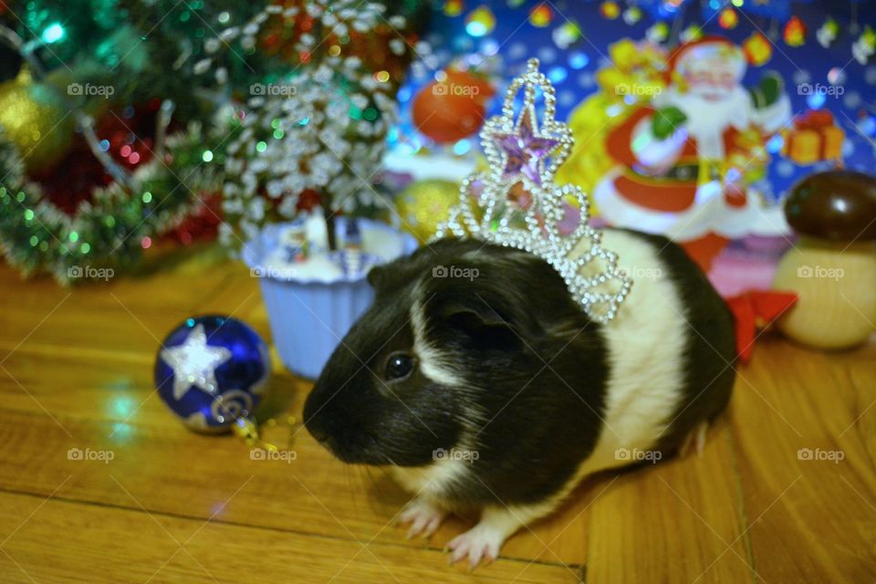 Side view of guinea pig wearing crown