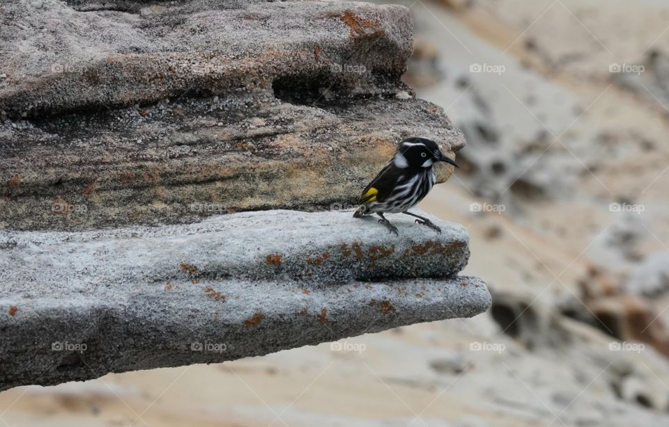 The reason birds can fly and we can't is simply because they have perfect faith, for to have faith is to have wings.