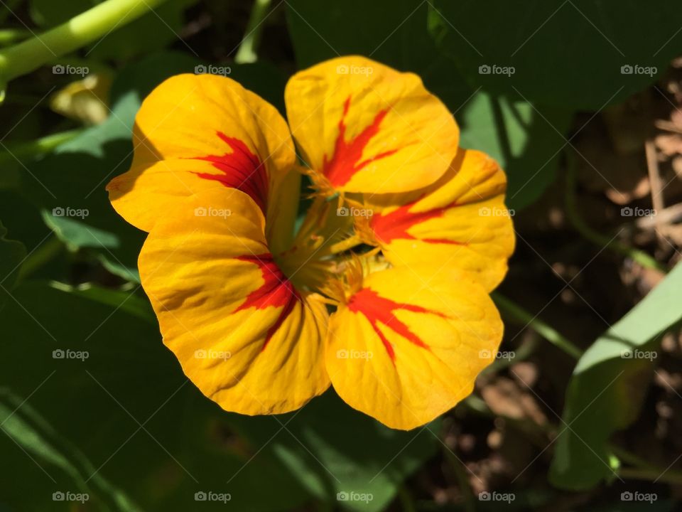 Yellow and red flower Madeira 
