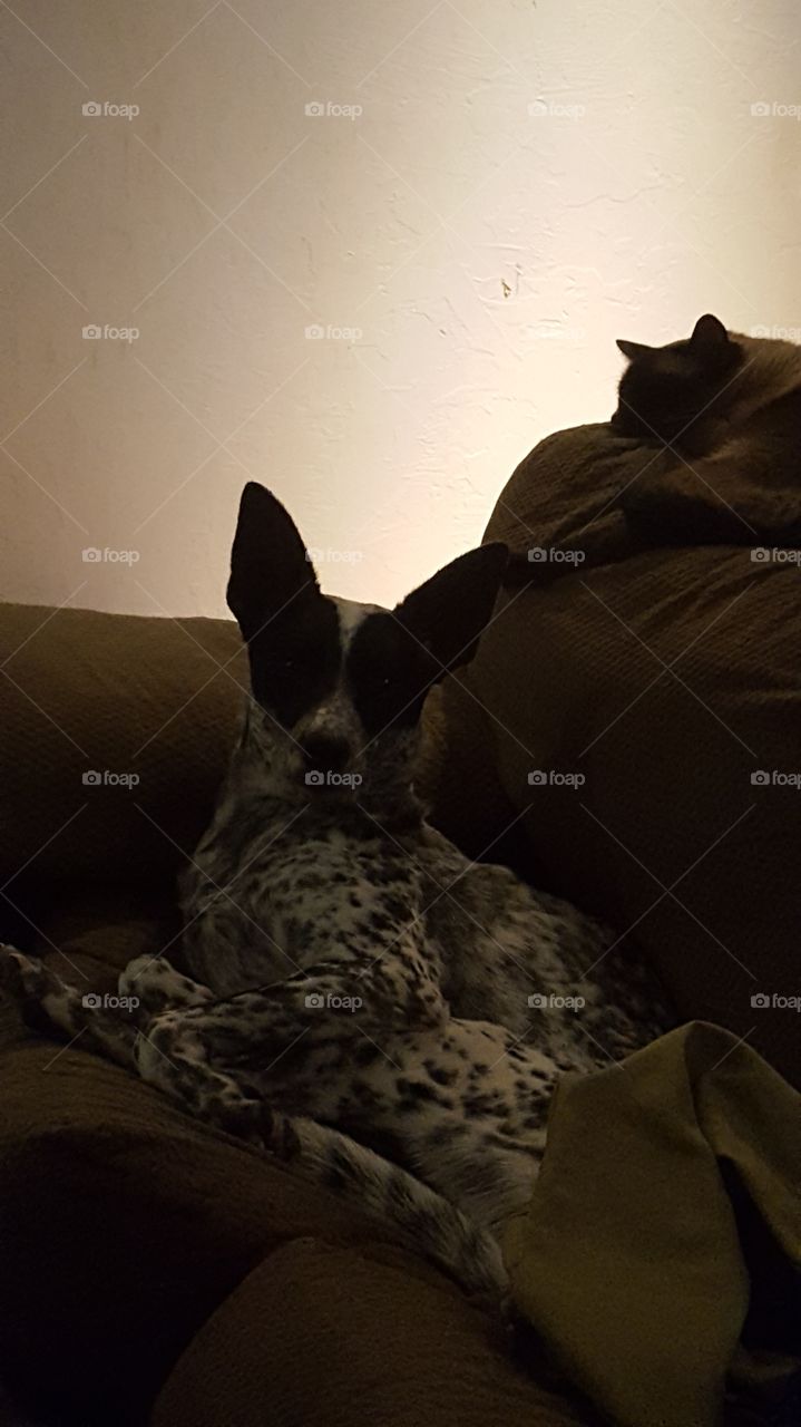 Blossom and Koko on the couch