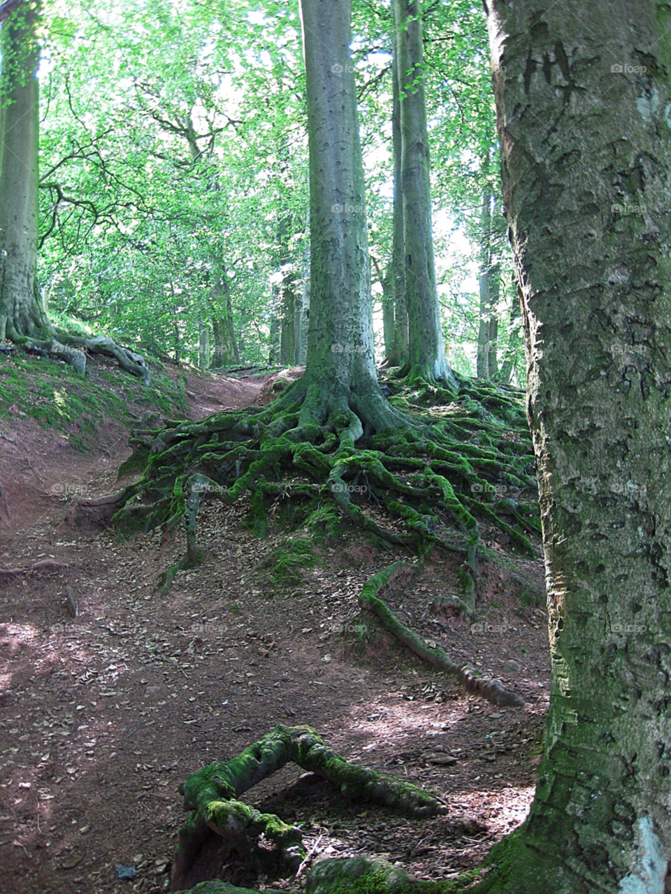 green flora wood trees by mojo26