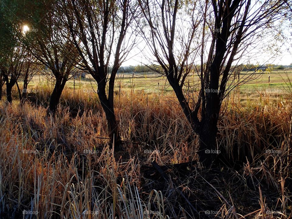Grasses and trees beautifully illuminated at sunrise on a cold morning in Central Oregon. 