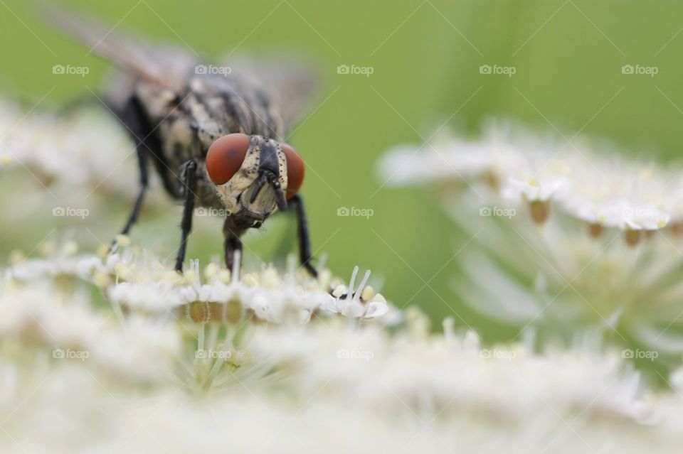 Fly on flower