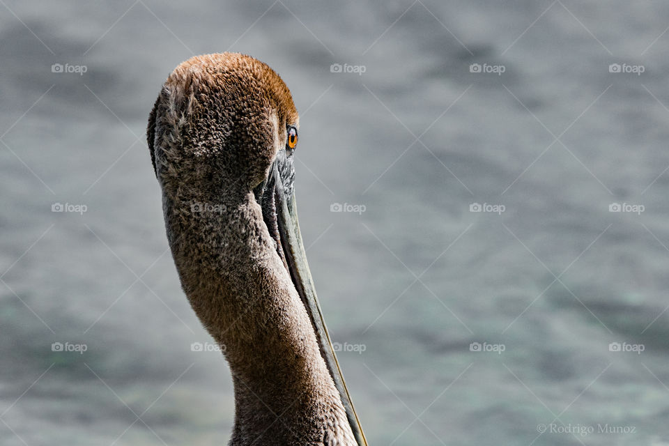 Brown pelican